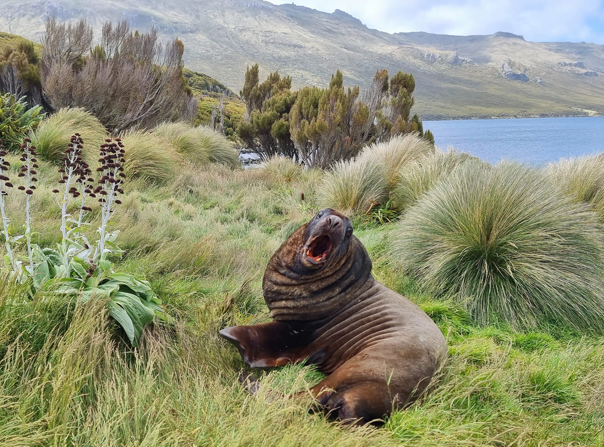 10 facts about New Zealand sea lions | WWF-New Zealand